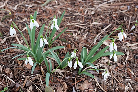 GALANTHUS_CICELY_HALL