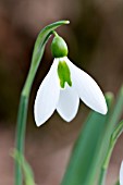 GALANTHUS CICELY HALL