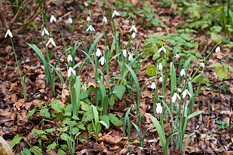 GALANTHUS_EARLY_TO_RIZE