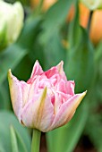 TULIPA QUEEN OF THE PINKS; PINK DWARF DOUBLE EARLY TULIP
