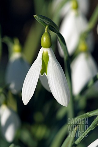 GALANTHUS_TUBBY_MERLIN