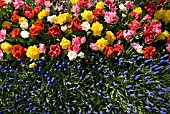 AERIAL VIEW OF DOUBLE EARLY TULIP AND MUSCARI DISPLAY AT KEUKENHOF GARDENS, HOLLAND
