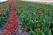 DEAD HEADING TULIPS IN TULIP FIELD TO BUILD UP ENERGY FOR NEXT YEARS BLOOMS