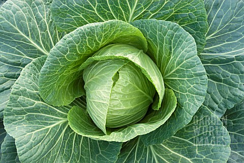 CABBAGE_DURHAM_EARLY