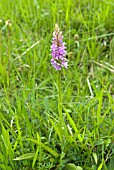 DACTYLORHIZA FUCHSII; COMMON SPOTTED ORCHID IN GRASS