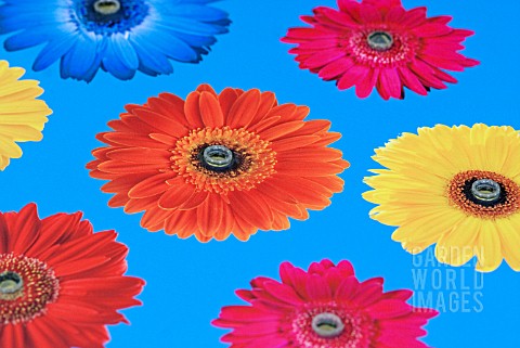 GERBERA_FLOWER_PATTERN_WITH_NECTAR_FEEDING_CENTRES_FOR_BUTTERFLIES