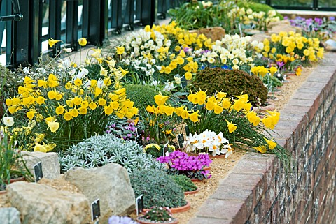 COLLECTION_OF_ALPINES_IN_ALPINE_HOUSE
