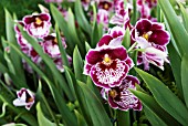 PINK, RED AND WHITE MILTONIOPSIS ORCHID