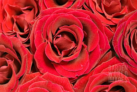 RED_ROSES
