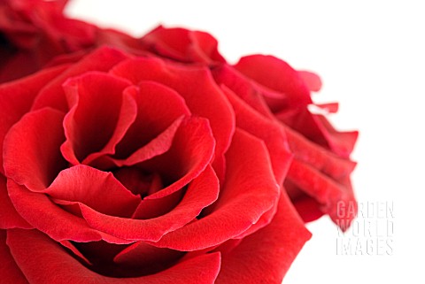 RED_ROSES