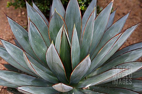 AGAVE_BLUE_GLOW