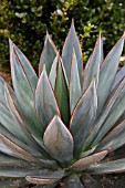 AGAVE BLUE GLOW