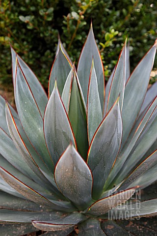 AGAVE_BLUE_GLOW
