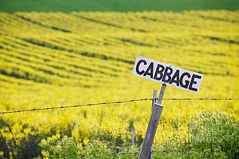 FLOWERING_CABBAGE_FIELD_FOR_SEED_CROP