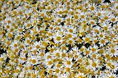 CHRYSANTHEMUM TINKERBELLE MASS OF FLOWERS,  FLOWER HEADS