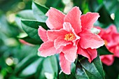 CAMELLIA FREEDOM BELL