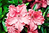 RHODODENDRON GENERAL WAVELL