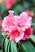 RHODODENDRON MARY POWER