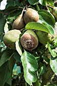 BROWN ROT (SCLEROTINA SPP.) PEAR BETH