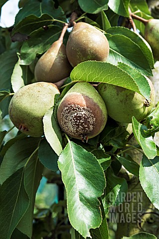 BROWN_ROT_SCLEROTINA_SPP_PEAR_BETH
