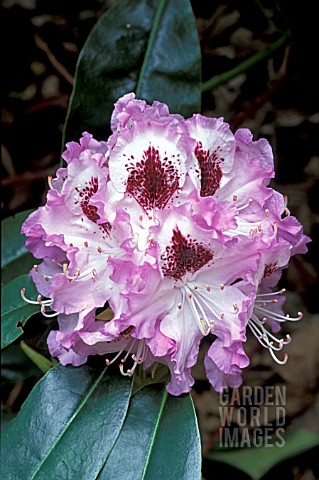 RHODODENDRON_BLUE_PETER