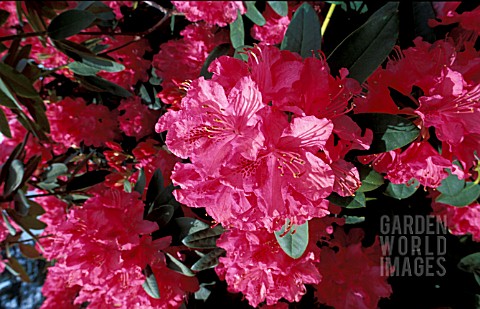 RHODODENDRON_CYNTHIA__PINK_FLOWERS_CLOSE_UP