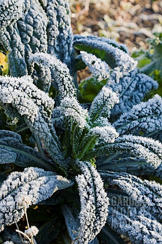 BRASSICA_OLERACEA_BLACK_TUSCANY_COVERED_IN_FROST