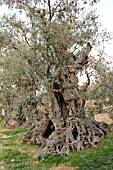 ANCIENT OLIVE TREE, LEBANON