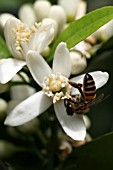 CITRUS SINENSIS;  FLOWER AND BEE
