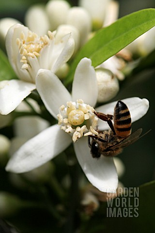 CITRUS_SINENSIS__FLOWER_AND_BEE