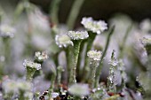 FROST ON CLADONIA CARNEOLA, CUP LICHEN