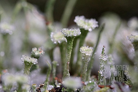 FROST_ON_CLADONIA_CARNEOLA_CUP_LICHEN