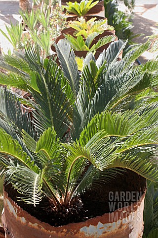 CYCAS_REVOLUTA_IN_CONTAINERS