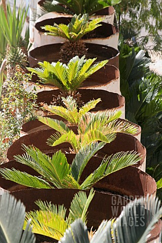 CYCAS_REVOLUTA_IN_CONTAINERS