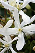 Clematis armandii