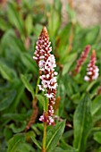 PERSICARIA AFFINIS DONALD LOWNDES