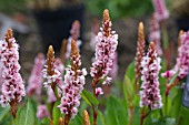 PERSICARIA AFFINIS DONALD LOWNDES