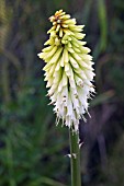 KNIPHOFIA ICE QUEEN