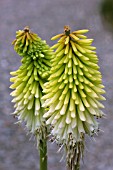 KNIPHOFIA ICE QUEEN