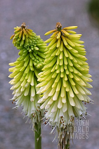 KNIPHOFIA_ICE_QUEEN