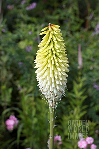 KNIPHOFIA_ICE_QUEEN