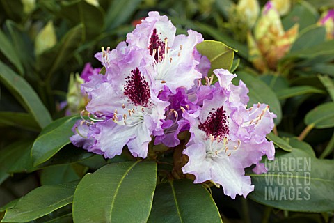 RHODODENDRON_BLUE_PETER