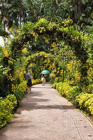 GOLDEN_SHOWER_ORCHIDS_ON_ARBOURS_AT_THE_NATIONAL_ORCHID_GARDEN_SINGAPORE