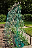 RUNNER BEANS GROWING ON BAMBOO A FRAME WITH PROTECTIVE NETTING