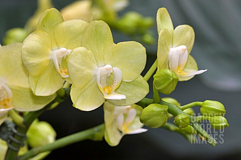PALE_YELLOW_GREEN_PHALAENOPSIS_ORCHIDS