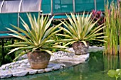 AGAVE ANGUSTIFOLIA IN CLAY POTS