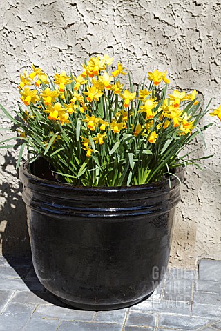 LARGE_TUB_OF_SPRING_DAFFODILS