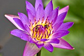 BEES GATHER POLLEN FROM PURPLE WATERLILY, NYMPHAEA