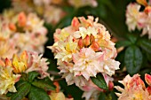 RHODODENDRON CANNONS DOUBLE