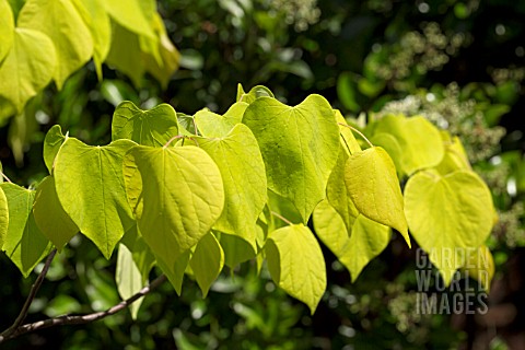 CERCIS_CANADENSIS_HEARTS_OF_GOLD